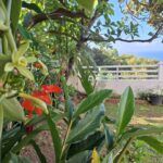 Les Petites Fleurs de Poirier Témoignages